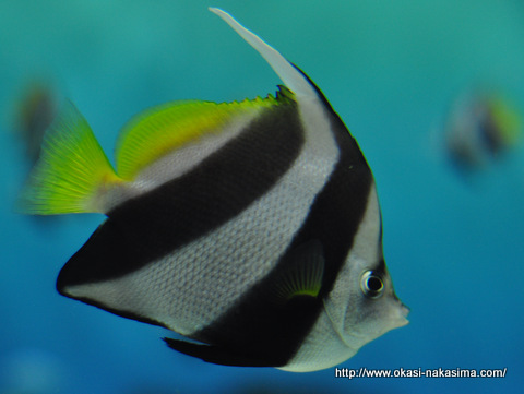 魚 魚