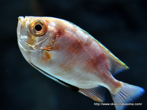 魚 魚