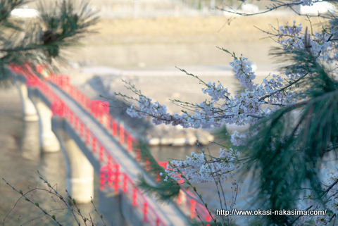 あけぼの橋と桜 あけぼの橋と桜